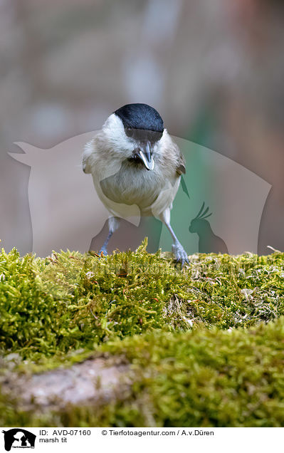 marsh tit / AVD-07160