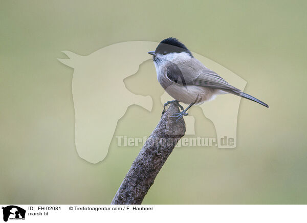 marsh tit / FH-02081