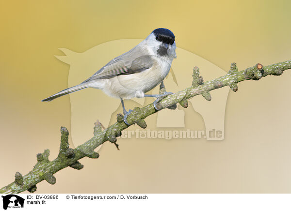 marsh tit / DV-03896
