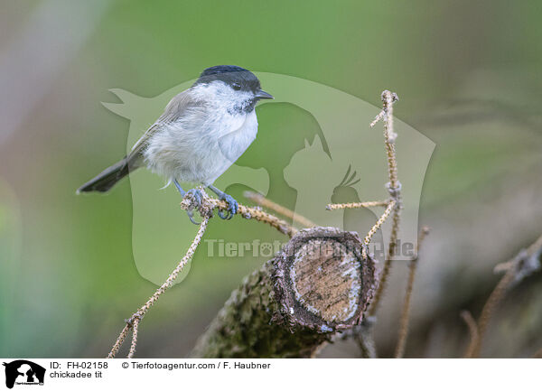 chickadee tit / FH-02158