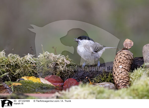 Sumpfmeise / marsh tit / AT-02499