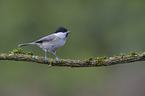marsh tit