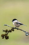 marsh tit
