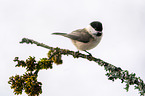 marsh tit
