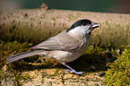 marsh tit