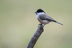 marsh tit