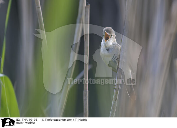 marsh warbler / THA-10108