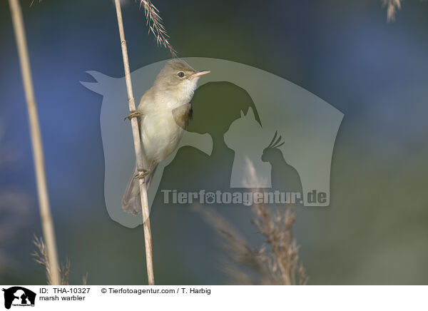 marsh warbler / THA-10327