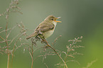 marsh warbler