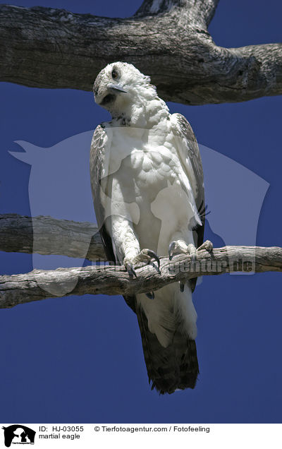 martial eagle / HJ-03055