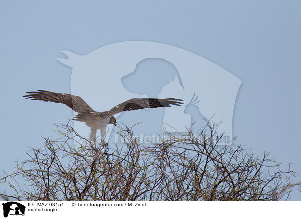 martial eagle / MAZ-03151