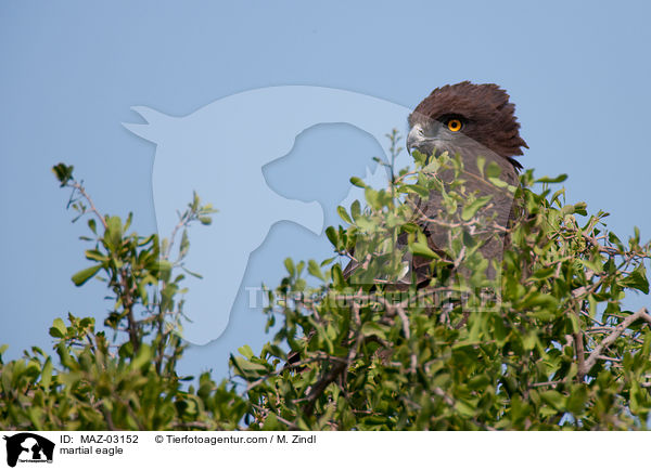 martial eagle / MAZ-03152