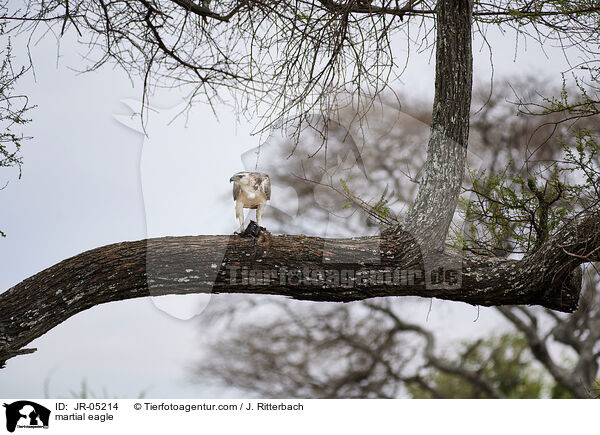 martial eagle / JR-05214