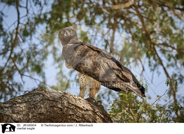 Kampfadler / martial eagle / JR-06904