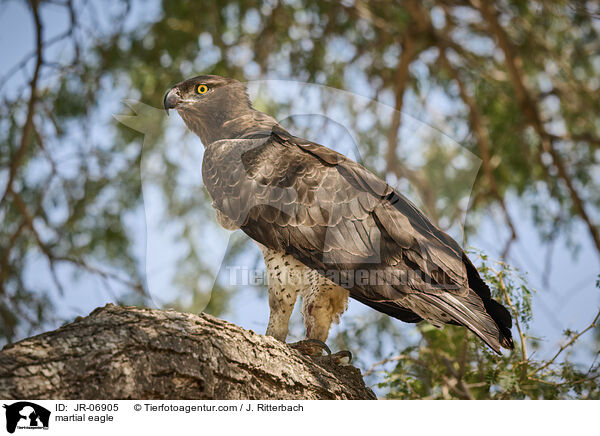 Kampfadler / martial eagle / JR-06905