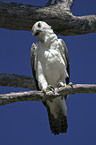 martial eagle