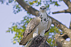 martial eagle
