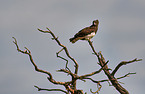 martial eagle