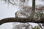 martial eagle
