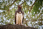 martial eagle