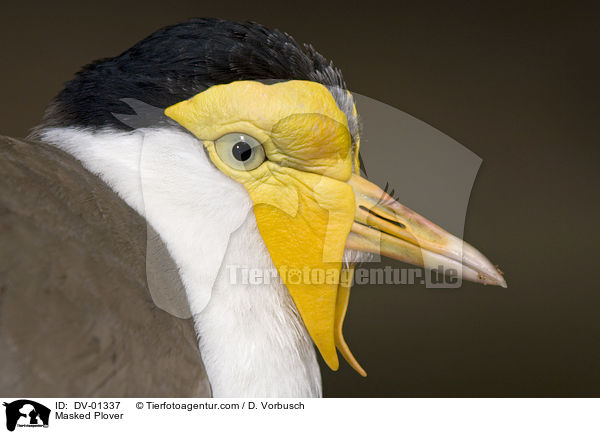 Masked Plover / DV-01337