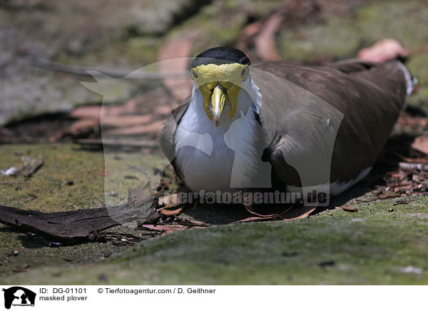 Maskenkiebitz / masked plover / DG-01101