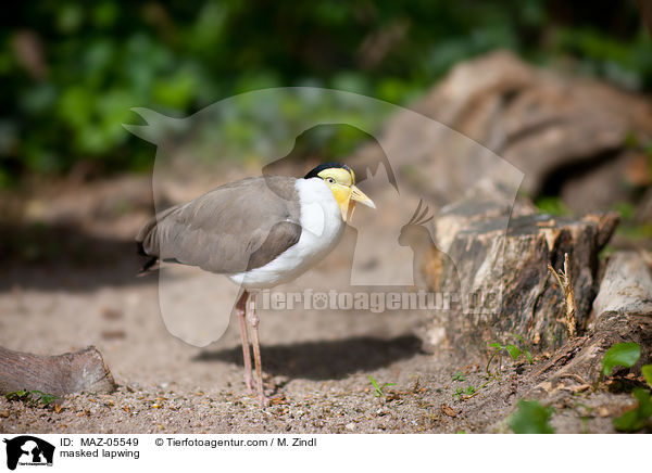 Maskenkiebitz / masked lapwing / MAZ-05549