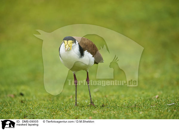 Maskenkiebitz / masked lapwing / DMS-09005