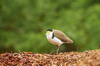 masked lapwing