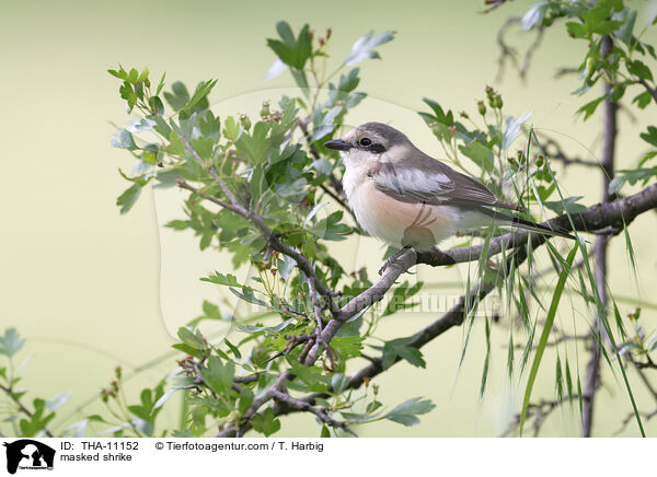 Maskenwrger / masked shrike / THA-11152