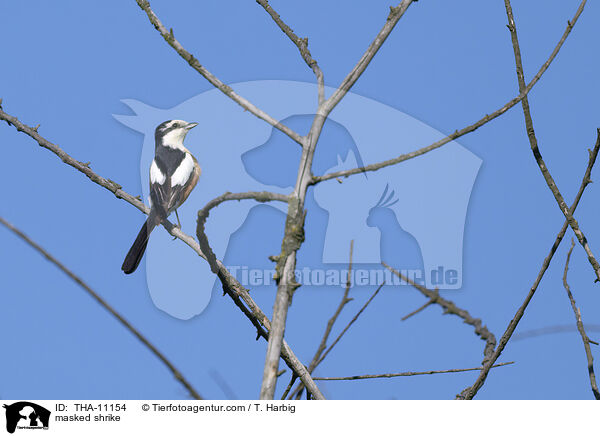 Maskenwrger / masked shrike / THA-11154