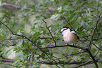 masked shrike