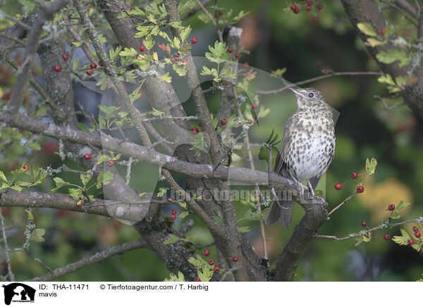 Singdrossel / mavis / THA-11471