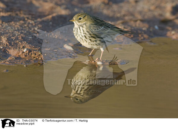 meadow pipit / THA-03074