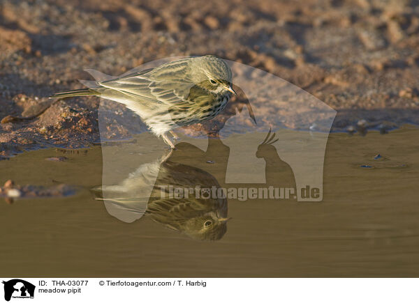 meadow pipit / THA-03077