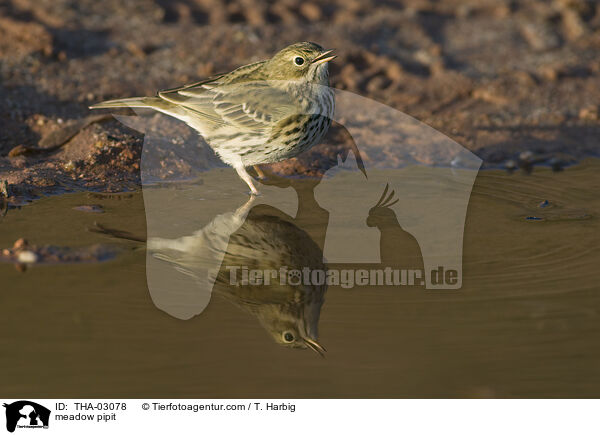 Wiesenpieper / meadow pipit / THA-03078