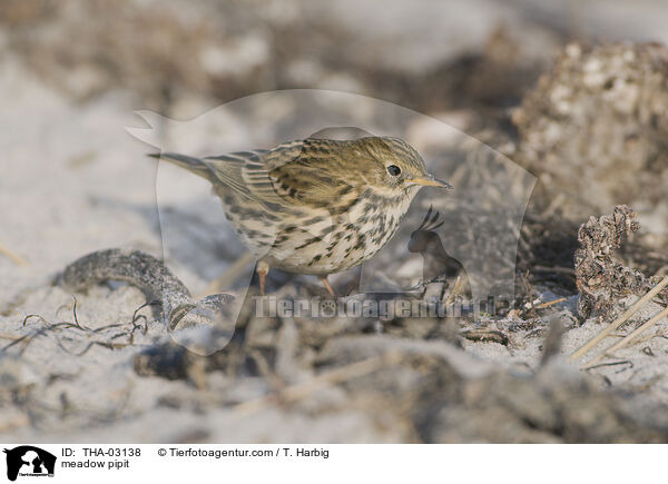 Wiesenpieper / meadow pipit / THA-03138