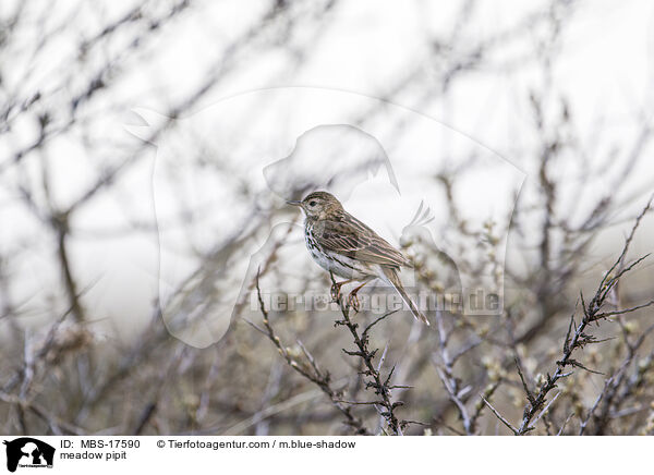 meadow pipit / MBS-17590