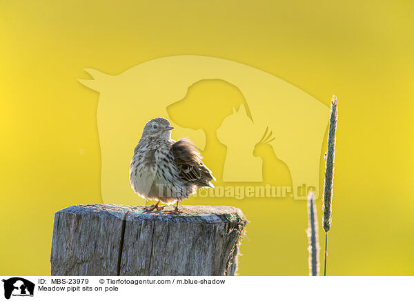 Wiesenpieper sitzt auf Pfahl / Meadow pipit sits on pole / MBS-23979