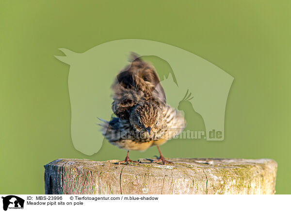 Meadow pipit sits on pole / MBS-23996