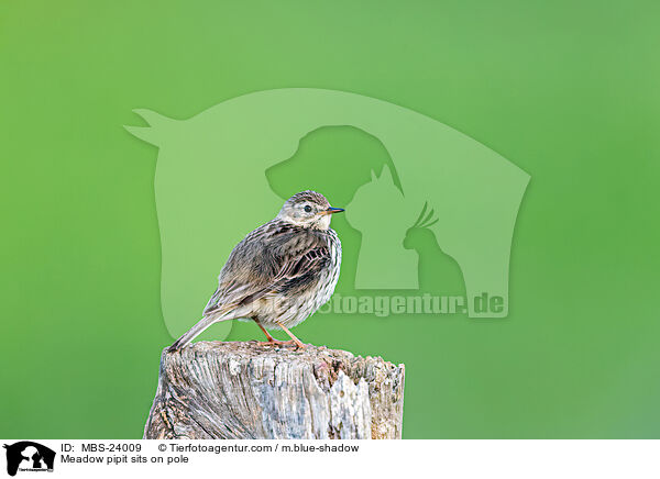 Meadow pipit sits on pole / MBS-24009