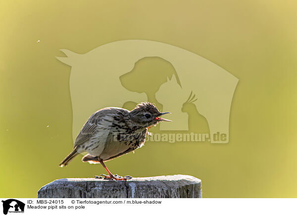 Meadow pipit sits on pole / MBS-24015