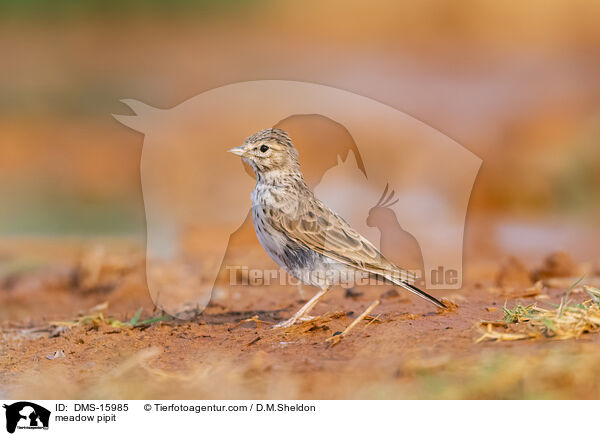 Wiesenpieper / meadow pipit / DMS-15985