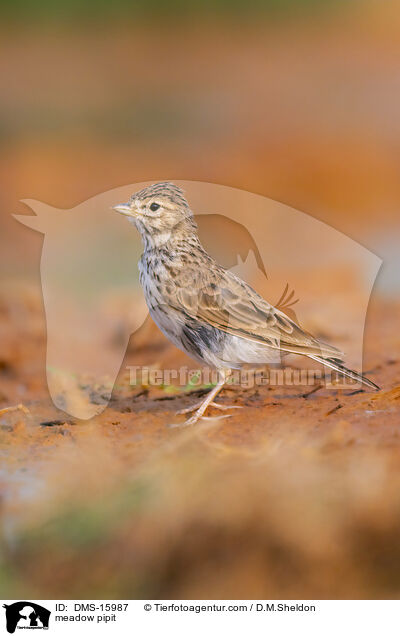 Wiesenpieper / meadow pipit / DMS-15987