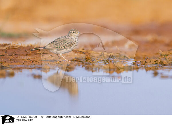 Wiesenpieper / meadow pipit / DMS-16000