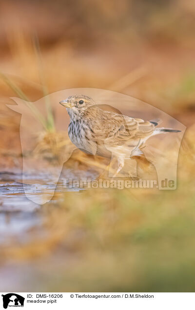 Wiesenpieper / meadow pipit / DMS-16206