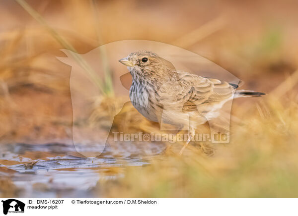 Wiesenpieper / meadow pipit / DMS-16207