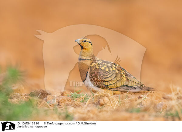 Spieflughuhn / pin-tailed sandgrouse / DMS-16216