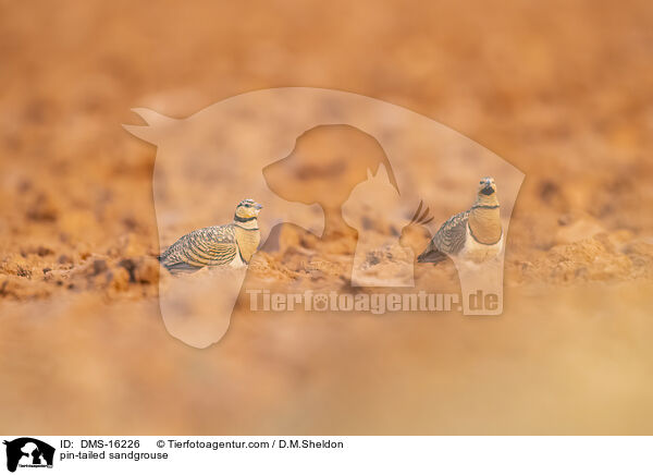 Spieflughuhn / pin-tailed sandgrouse / DMS-16226