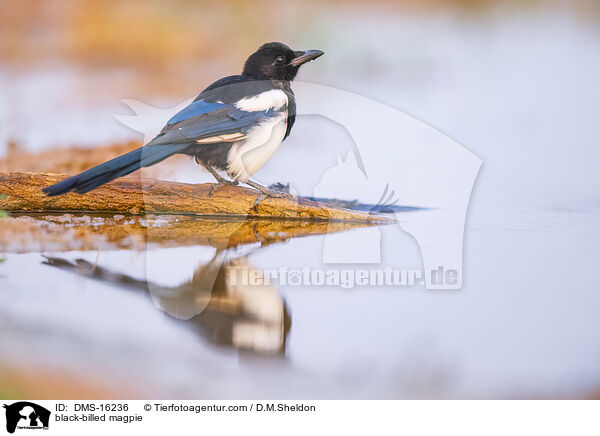 Elster / black-billed magpie / DMS-16236
